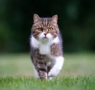 Uma forma de como chamar um gato é fazer o clássico "pss pss"