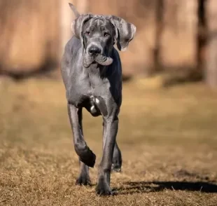  O Dogue Alemão precisa de carinho e uma rotina de exercícios 