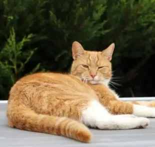 O gato com a cauda baixa ou sem conseguir movimentar o rabo é sinal de que tem algo de errado