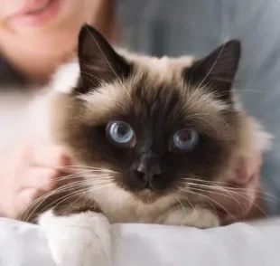 Um gato feliz é sinônimo de um gato que recebe todos os cuidados de que precisa