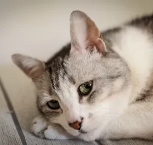 Os sinais de um gato triste incluem falta de apetite e alterações no sono