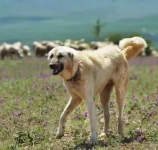 O Kangal é um cachorro de origem turca e porte gigante
