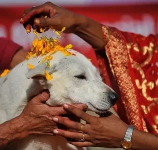 No Dia dos Cachorros no Nepal, os peludos são pintados e adorados na cultura hinduísta