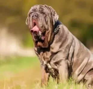 O Mastim Napolitano é um cachorro gigante cheio de qualidades