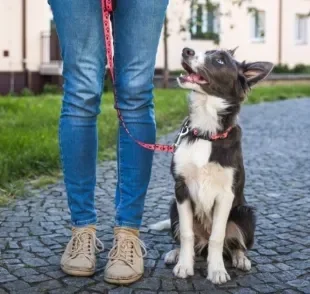 O tutor deve o ser o líder da matilha de cães