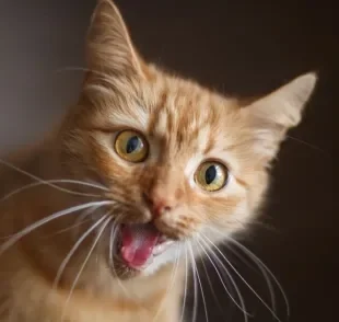 Miado de gato laranja é super comum, e algumas raças também costumam ser bem falantes