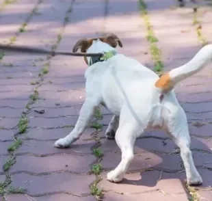 Descubra o que fazer com cachorro para ele parar de puxar na hora do passeio