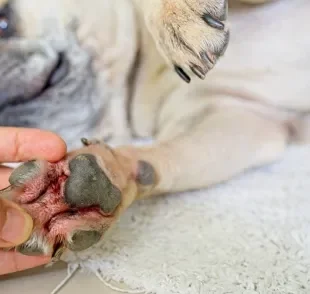 A pododermatite em cães é caracterizada pela vermelhidão entre os dedinhos do animal