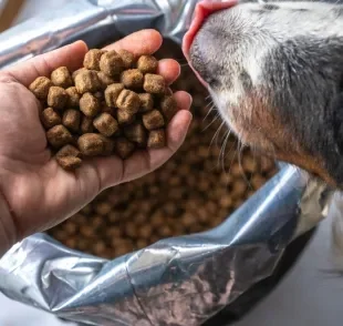 Saiba como armazenar a ração para cachorro da maneira correta