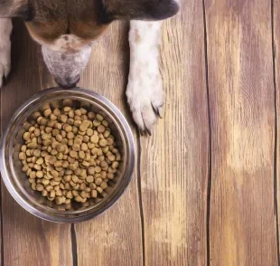 A ração para cachorro deve considerar a espécie, idade e porte do animal