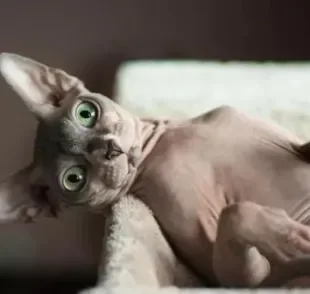 Sabia que o Sphynx é um gato sem pelo que, na verdade, possui uma leve penugem? Confira essa e outras curiosidades!