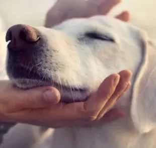 A temperatura normal de cachorro é mais elevada, o que pode causar certa confusão