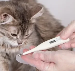 A temperatura normal de gato é, naturalmente, maior do que a dos humanos