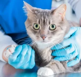 Consultar um veterinário especialista em gatos é uma decisão importante para evitar o estresse nos felinos