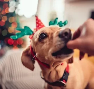 Saiba o que fazer se seu cachorro comer algum alimento proibido na ceia de Natal