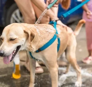 O banho e tosa precisa seguir uma frequência para não prejudicar a saúde dos pelos do cachorro