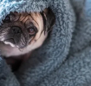 Cachorro tem medo de fogos e pode se esconder