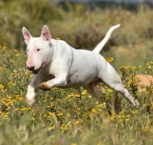 Cachorro sente calor, mas estas raças sofrem menos. Confira quais são elas!