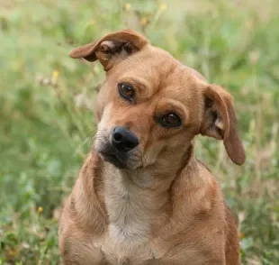 Cachorros entendem o que os humanos falam pela linguagem corporal, tom de voz e familiaridade com o idioma 