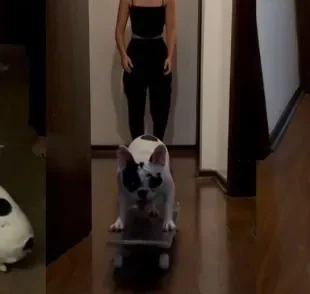 Cachorro skatista viraliza ao aprender a andar de skate de primeira (Créditos: Instagram/@anandagoersch)