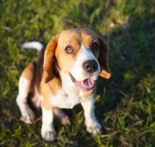 O Beagle é famoso por suas orelhas caídas e jeitinho carismático