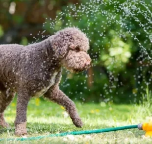 Aliviar os sintomas de um cachorro com calor é fundamental no verão