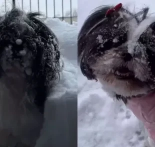 Cachorro na neve pela primeira vez viraliza na web com sua empolgação (Créditos: Instagram/@falcaomarina)