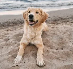 O cachorro na praia exige certos cuidados