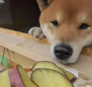 Cachorro pode comer batata-doce, sim. Veja o que você precisa considerar ao oferecer o alimento pro seu peludo!