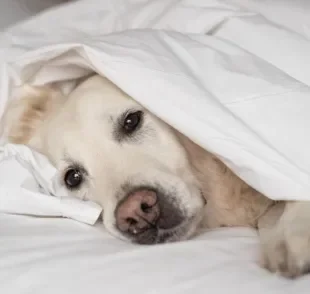 O cachorro vomitando espuma branca pode ter várias explicações