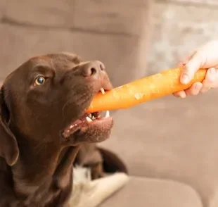 Cenoura para cachorro é um legume rico em nutrientes importantes para a saúde animal