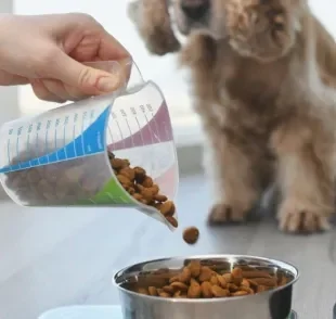 O comedouro automático para cães e gatos é ideal para quem não tem tempo de servir o cãozinho o tempo todo