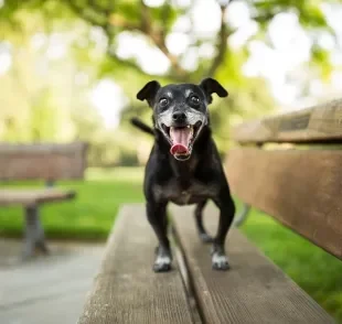 Confira 100 curiosidades sobre o comportamento canino que o Patas da Casa trouxe para você em 2023