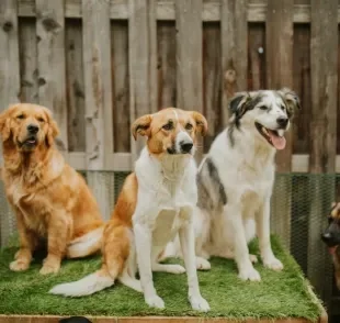 Uma creche legal de cachorro deve ter profissionais capacitados, ser segura e espaçosa