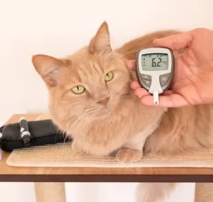 O teste de glicemia, exame de sangue e urina são fundamentais no diagnóstico de gato com diabetes