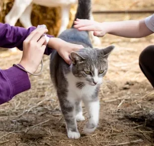 A esporotricose em gatos é uma zoonose que pode atingir humanos