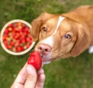 Cachorro pode comer frutas e elas ajudam a refrescar no verão 