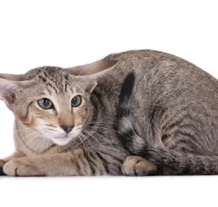 Veterinária mostrou os principais sinais que um gato com medo apresenta. Vem conferir! Créditos Instagram: @larissaruncos 