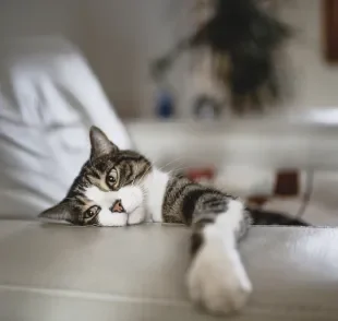 O gato com problema renal apresenta sintomas como perda de apetite, apatia, cansaço e vômitos