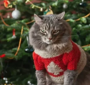 Os gatos e árvores de natal rendem memes dignos de boas risadas na internet 