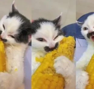 Confira o vídeo do gato filhote e saiba se gato pode comer milho ou não