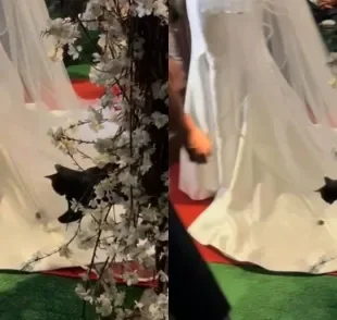 Gato caçando cigarra pousada no véu da noiva durante o casamento (Créditos: Instagram/@7clicksfotografia)