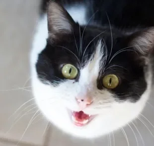 Ouvir um gato miando estranho pode instigar curiosidade e causar um pouco de medo, mas o que o som significa?