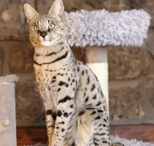 O gato Savannah é capaz de reproduzir outros sons além dos miados