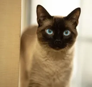 Carinhoso e companheiro, o gato Siamês é uma das raças mais queridinhas