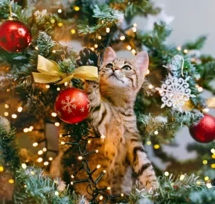 Gatos e árvores de Natal podem conviver em harmonia e segurança com algumas dicas