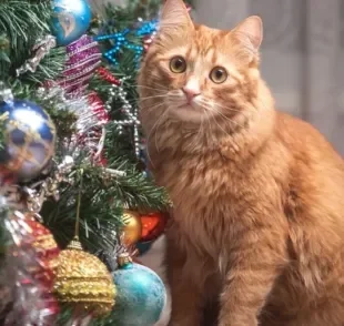 A relação entre os gatos e árvores de Natal pode render boas histórias