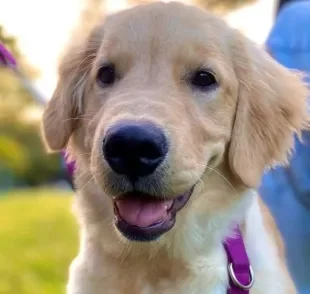 Golden Retriever viraliza com seus trabalhos como "artesã" dentro de casa /Reprodução: Instagram (@goldenricota)