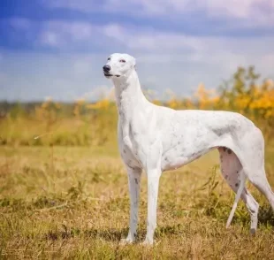 O Greyhound é um cão de cintura fina, de corpo musculoso e esbelto 