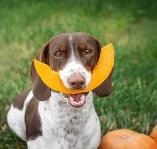 Os legumes para cachorro podem ser oferecidos como petisco e fazem super bem